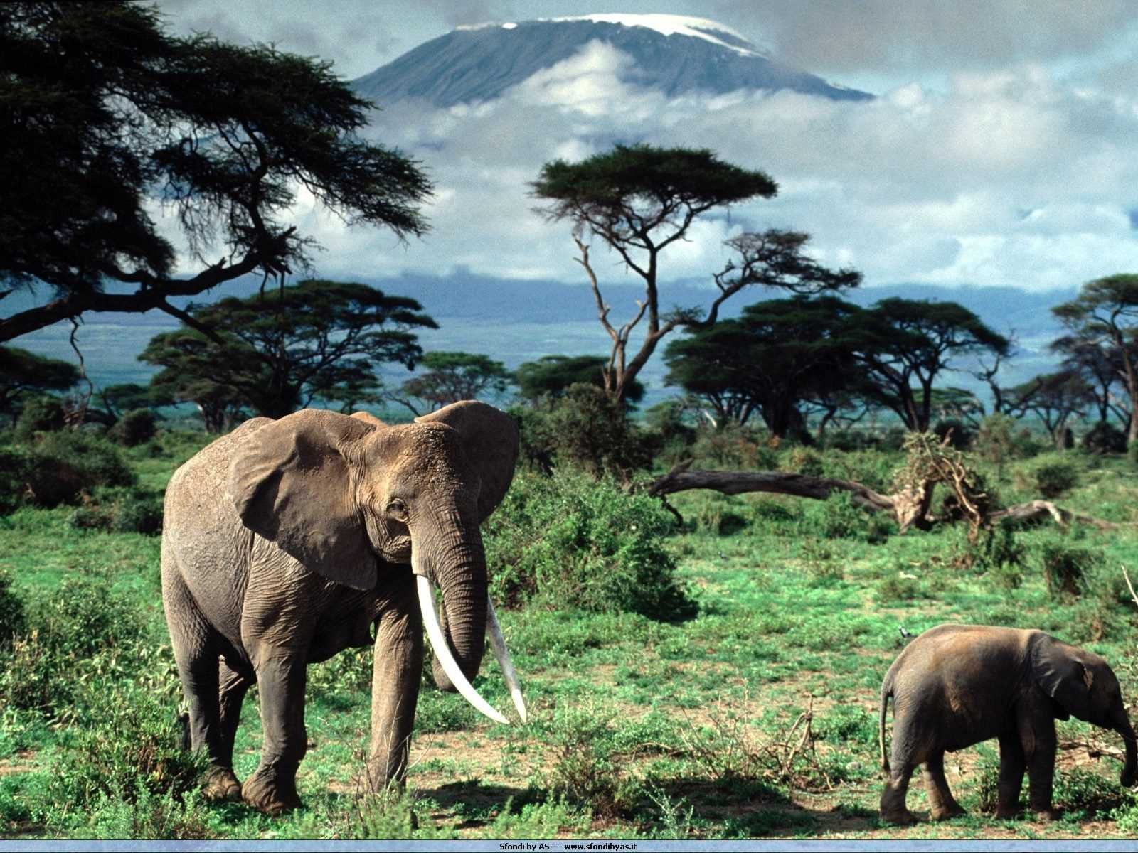 Elephants - 026